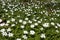 Windflower (Anemone nemorosa)