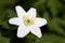 Windflower (Anemone nemorosa)