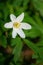 Windflower, Anemone nemorosa