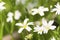 Windflower (Anemone nemorosa)