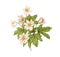 Windflower, botanical drawing in retro style. Delicate anemone flowers with leaves. Blossomed floral plant, blooms and