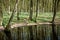 Windflower in forest at pond