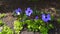 Windflowers Anemone is a genus of flowering plants in the buttercup family Ranunculaceae