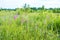 Windflowers and grass grow in large field on spring day