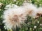 Windflowers on the meadow