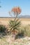Windhoek or Mountain Aloe, Aloe littoralis, at Hoba