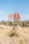 Windhoek or Mountain Aloe, Aloe littoralis, north of Otjiwarongo