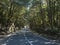 Winding asphalt road through dense laurisilva forest with mossy laurel and Erica arborea trees. Garajonay National Park