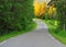 Winding asphalt road in the forest with green and yellow trees