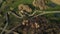 A winding bike path in a city park. Flight over the spring city park. Aerial photography