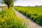 Winding bike path in a rural field in springtime