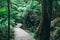 Winding boardwalk in Australian Rainforest