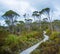 Winding boardwalk among native vegetation in Hartz Mountains Nat