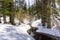 Winding creek, pine trees and snow in Mount San Jacinto State Park, San Bernardino National Forest, California