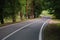 Winding dangerous forest asphalt road with markings