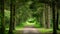 A winding dirt road cuts through a dense forest, surrounded by tall trees and a natural canopy of leaves, An entrance framed by