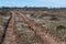 Winding dirt road with growing daisies