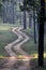 Winding Dirt Road in Indian Tiger Reserve