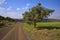 Winding dirt road and olive tree