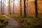 Winding empty duckboards path in forest among trees