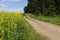 a winding field road. blooming rapeseed. yellow field of rapeseed flowers.