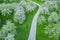 Winding footpath through blossoming apple orchard. aerial view