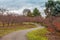 Winding footpath with cherry trees