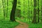 Winding Footpath through Green Forest of Beech Trees in Spring