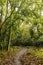 Winding forest foot path