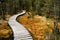 Winding forest path