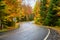 Winding Forest Road Dotted with Fallen Leaves