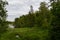 A winding forest stream flows through thick grass into a pond