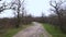 A winding ground cover road winds through an overgrown clearing at the edge of the forest. A way between bushes in the