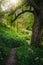 Winding hiking pathway in the flowery green forest