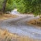 Winding hiking trail amid trees in Provo Utah