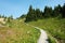 Winding hiking trail in sunshine meadows