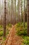 Winding Hiking Trail Through Tall Pines - Cranesville Swamp - West Virginia / Maryland