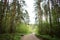 A winding, level road through a pine forest. The road running away into the distance and the mighty pines. Rural forest. Cloudy