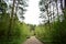 A winding, level road through a pine forest. The road running away into the distance and the mighty pines. Rural forest. Cloudy