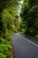 Winding mountain road in rainforest, Australia