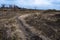 A winding narrow path on the ground with last yearâ€™s dry grass climbing a hill