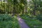 Winding nature trail through Derbyshire woodland in the summer sun