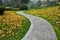 Winding Path in Autumn Park