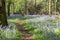 Winding path through Bluebell Wood in Spring