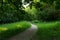 Winding path through the forest