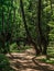 Winding path in the forest in the sunshine