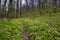 Winding path hide in forest thickets, spring meadow, dirt road panorama of bicycle and hiking route, windflower dominant grassland