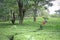 Winding path through kangra tea gardens, india