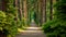 A winding path leads through the heart of the forest, flanked by tall and imposing trees, An entrance framed by towering pines in