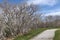 A winding path next to a forest of leafless gnarly trees